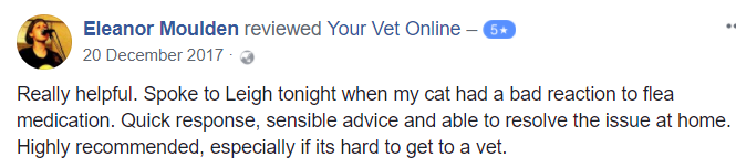 sick cat vet